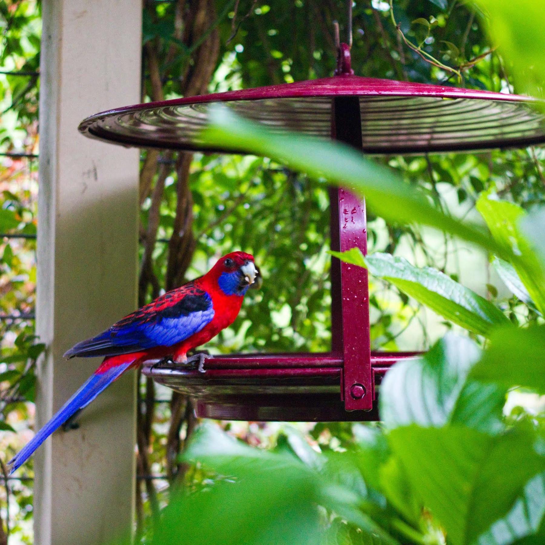 Mt Glorious Getaways Villa Mount Glorious Eksteriør bilde